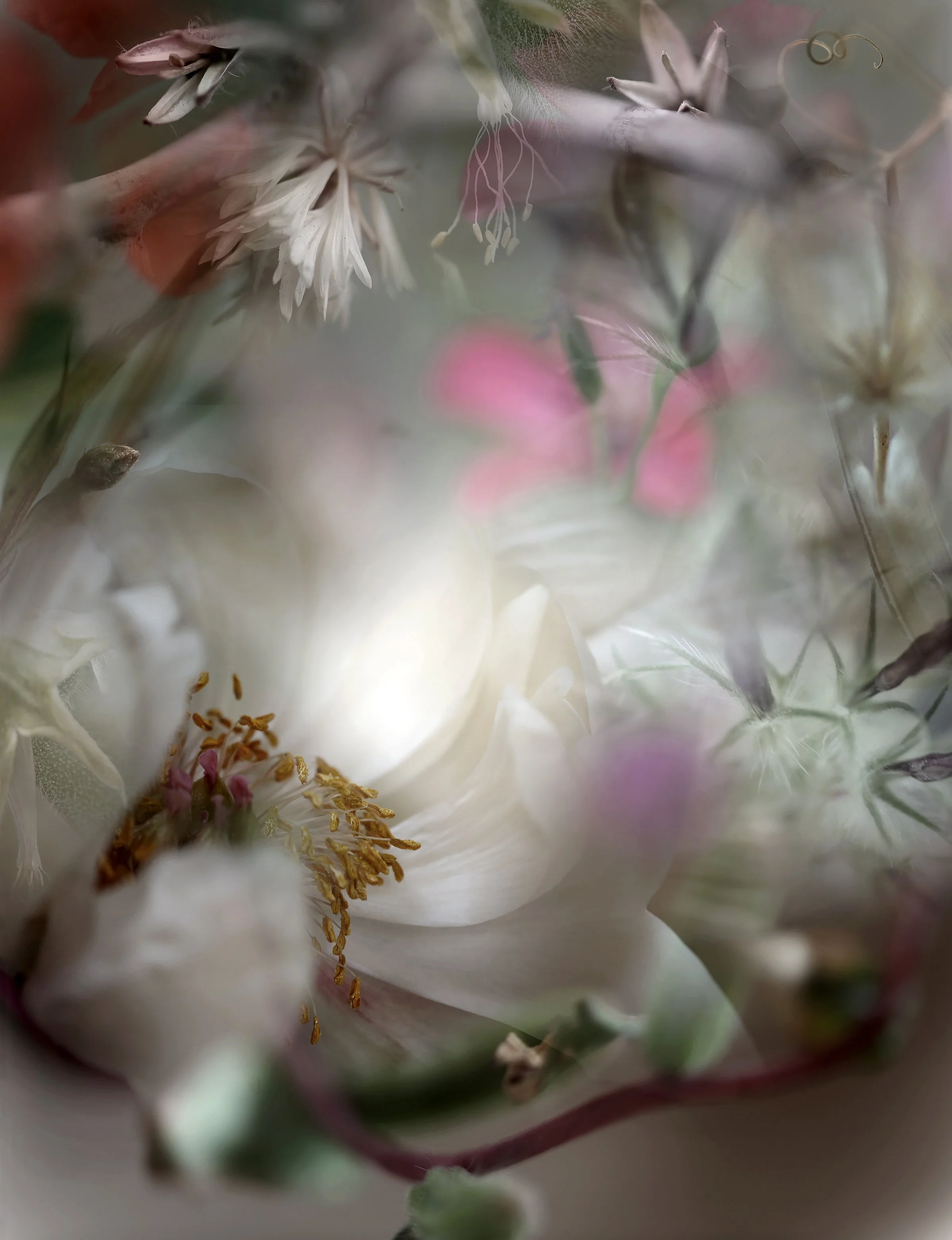 SEED PACKET_©2025,Nicole Katano.JPG