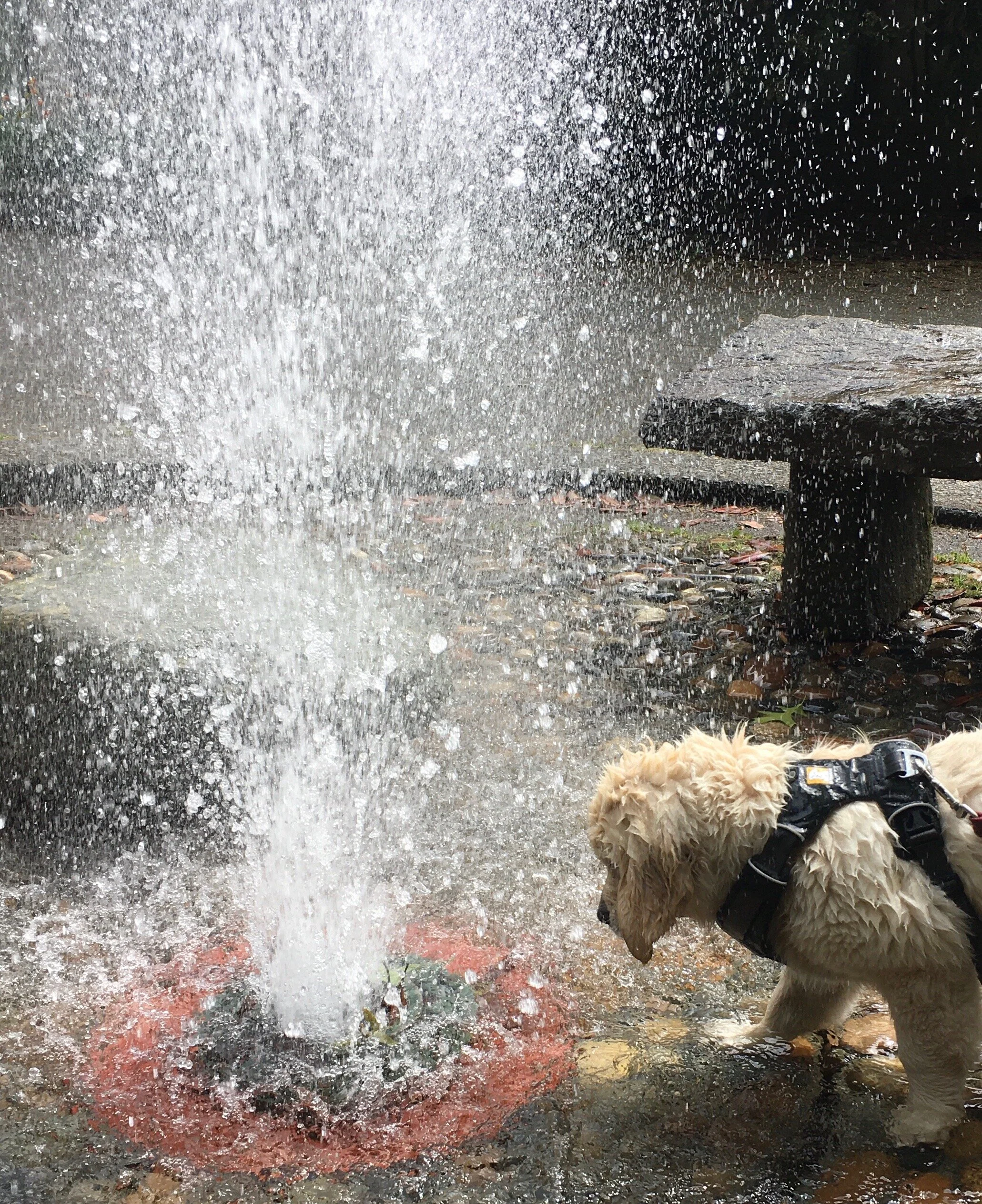 Life in this wild world