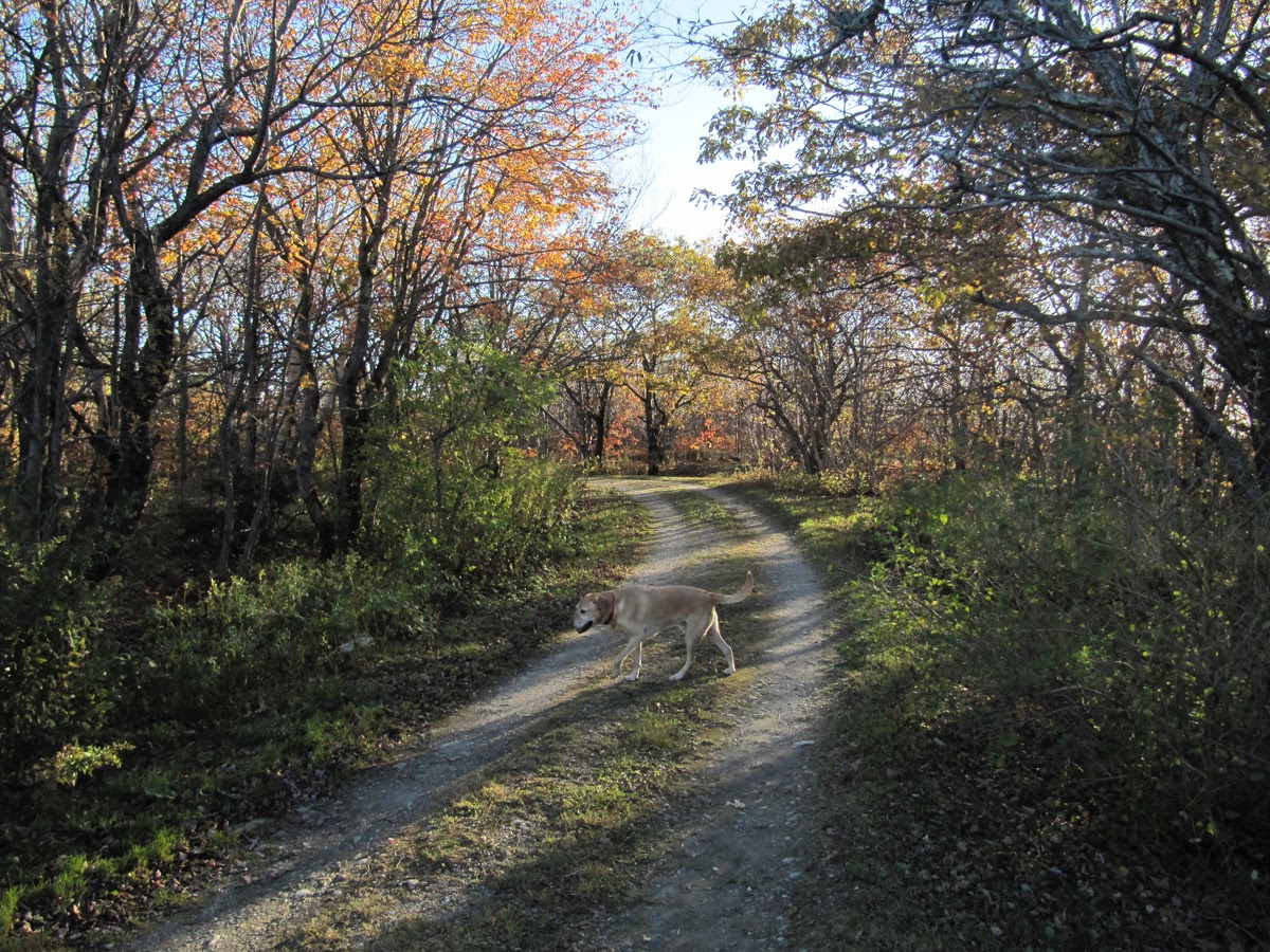 Tad  Ames - autum road stony ledge.jpg