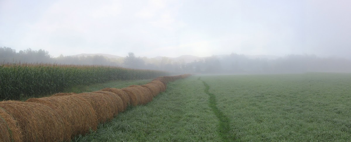 Tad  Ames - farm wmst foggy morning_crop.jpg