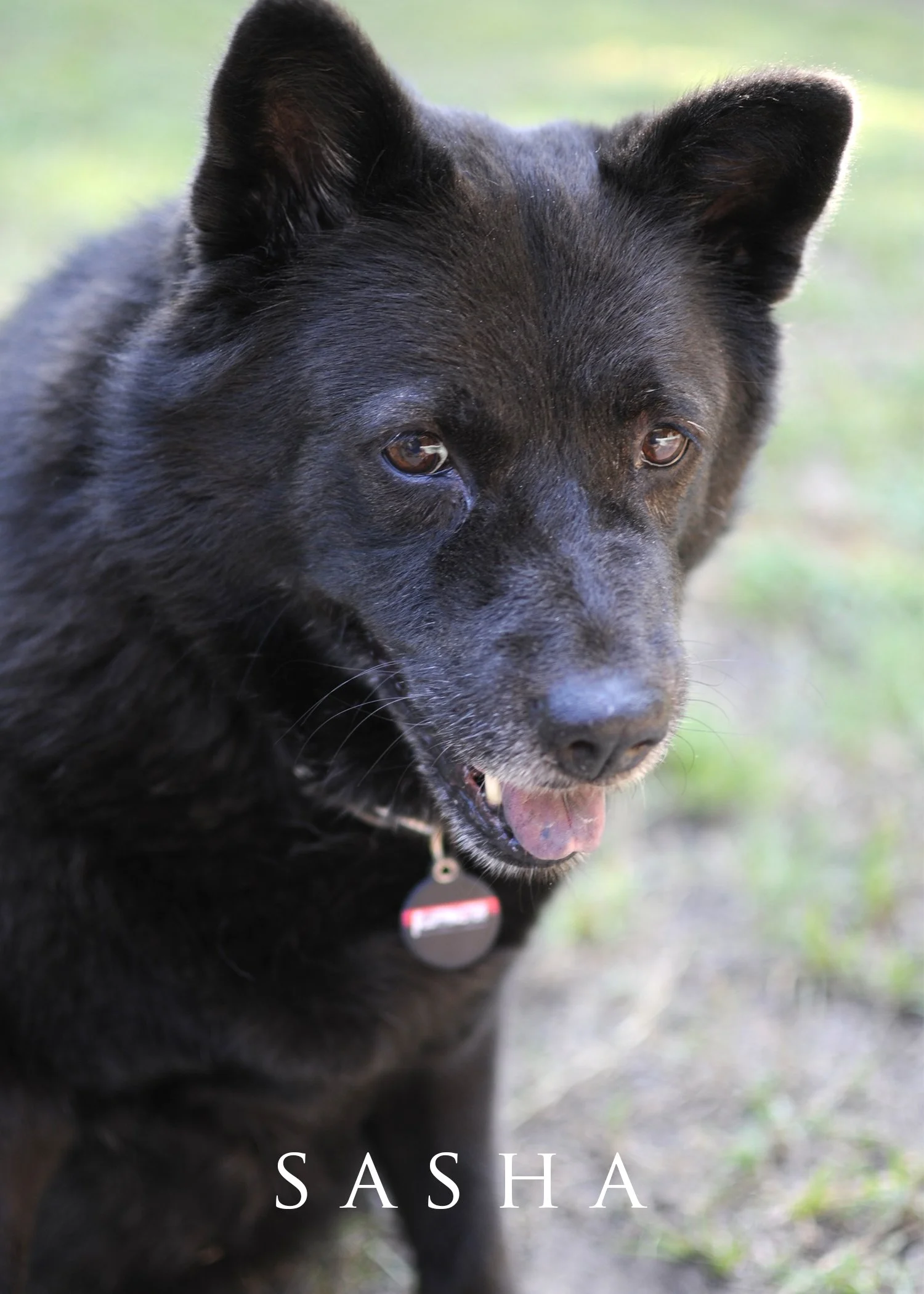 Sasha 210906.jpg