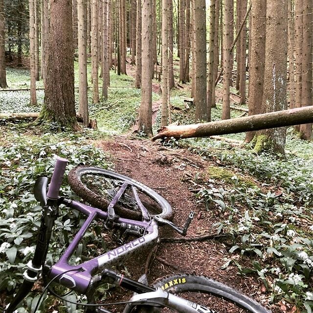 Loamy trails ahead 🤙 @bikehub.ch thanks for the picture 🙌 
Skinny style #woodylight29 carbonrims on the low travel norco optic 🤪 happy trails