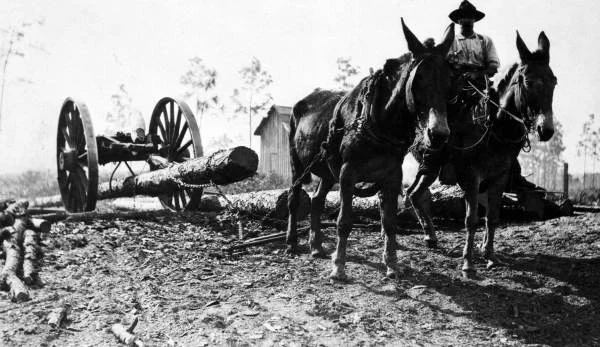 mule with log.jpg