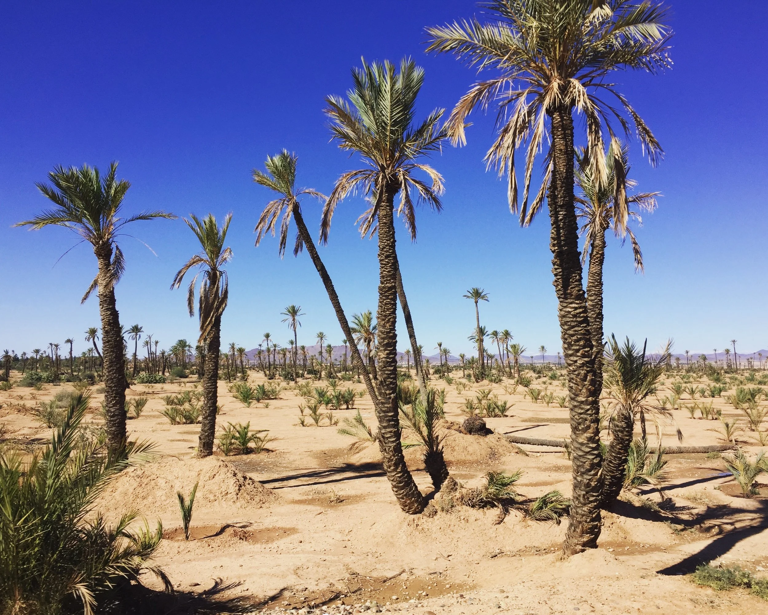 COP22 in Marrakech, Morocco - PART 1