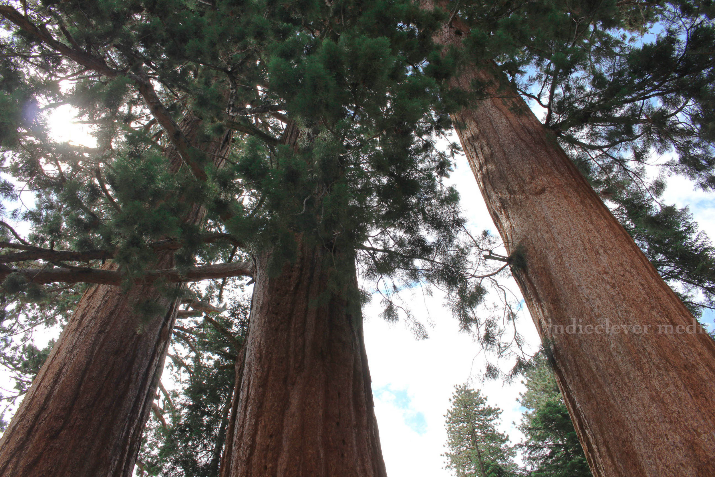 Three Giants