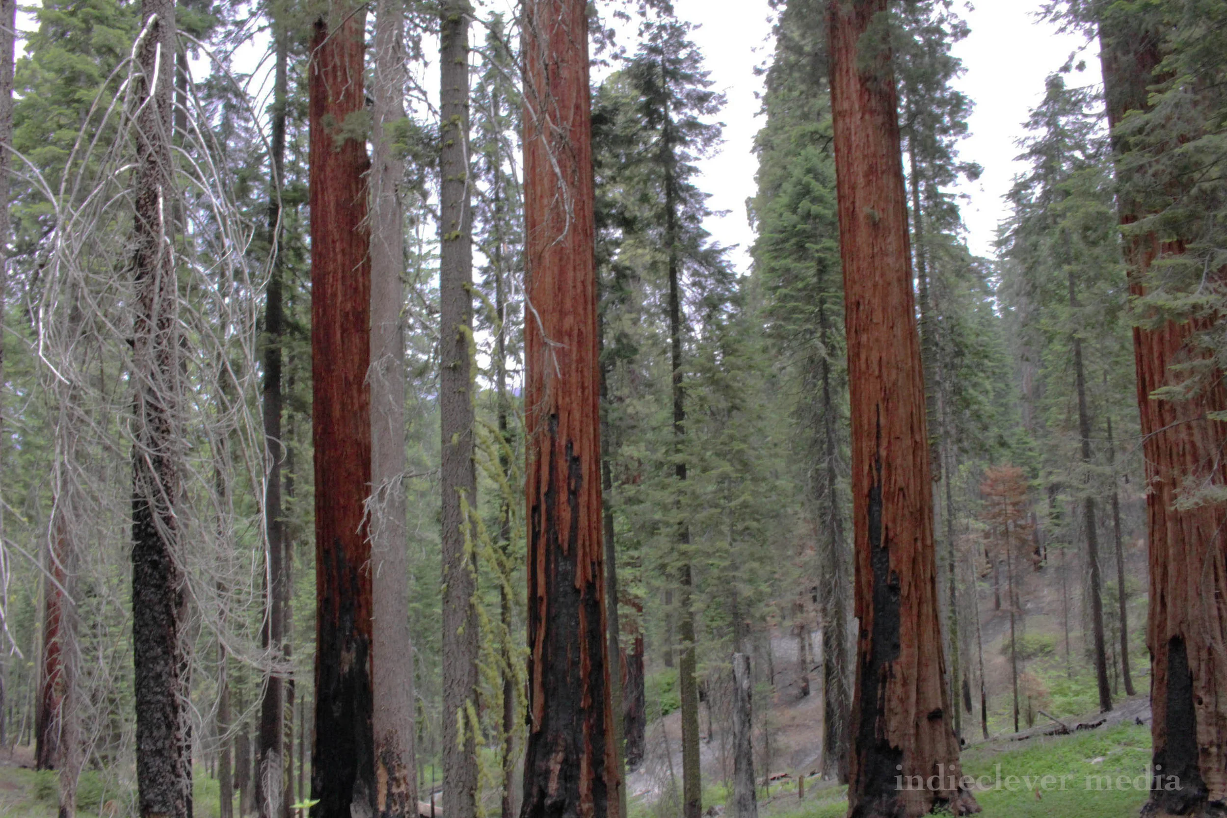 The Forest Through The Trees
