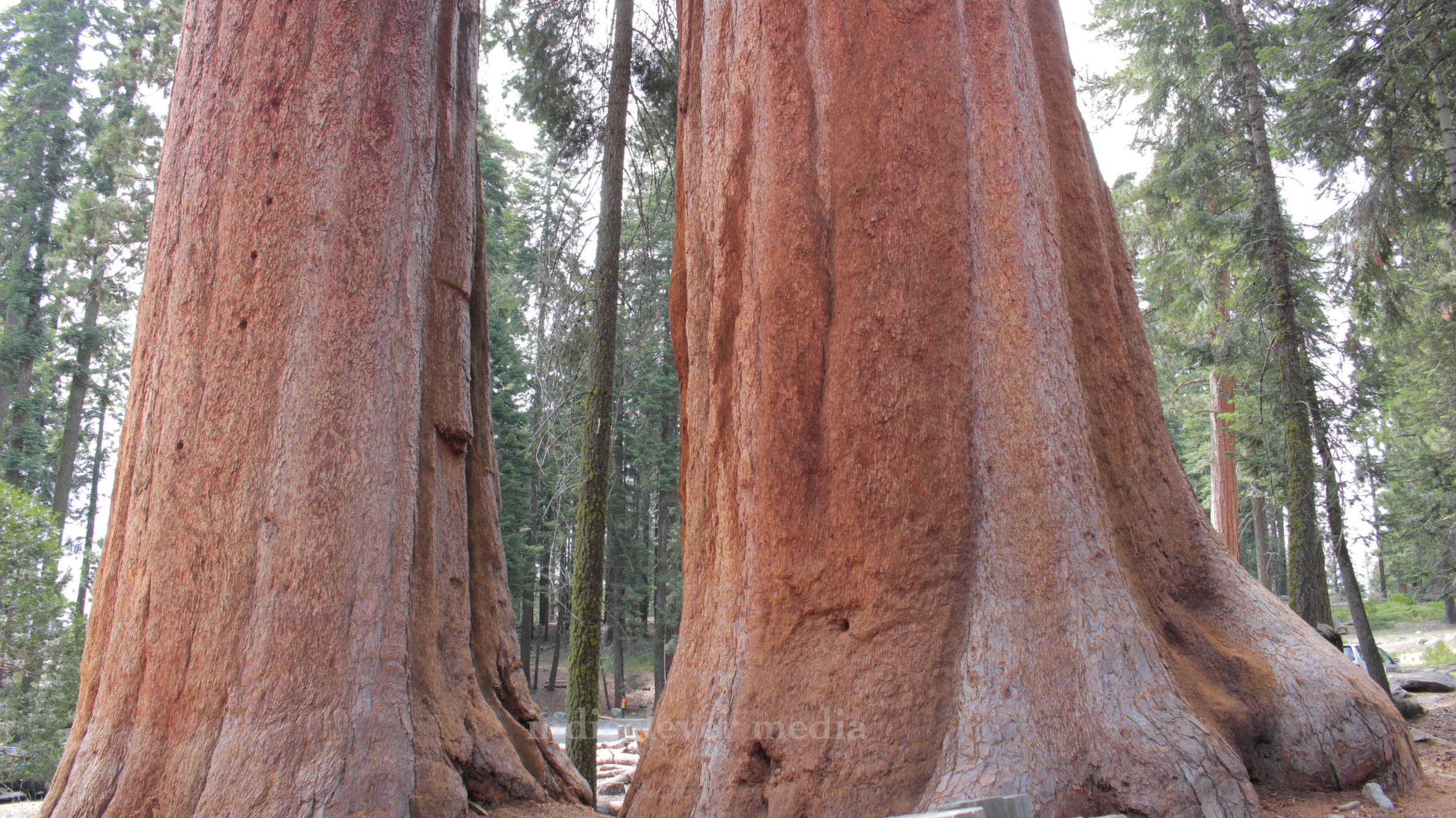 Two Giants