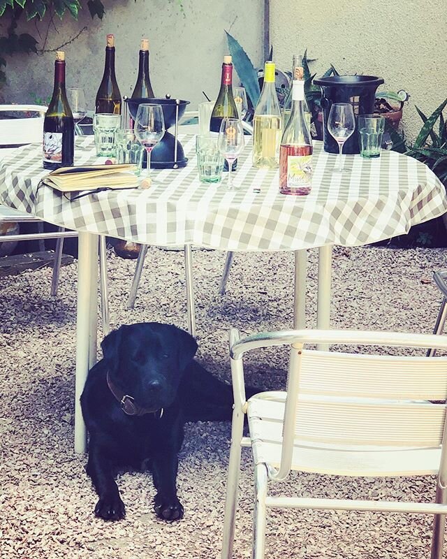 One of my favorite parts about visiting winemakers is their pets. It&rsquo;s great to connect with winemakers and their wines but their pets make it really special for me.

#wine #winemakers #winesoffrance #vigneron #winetasting #wine #languedocrouss