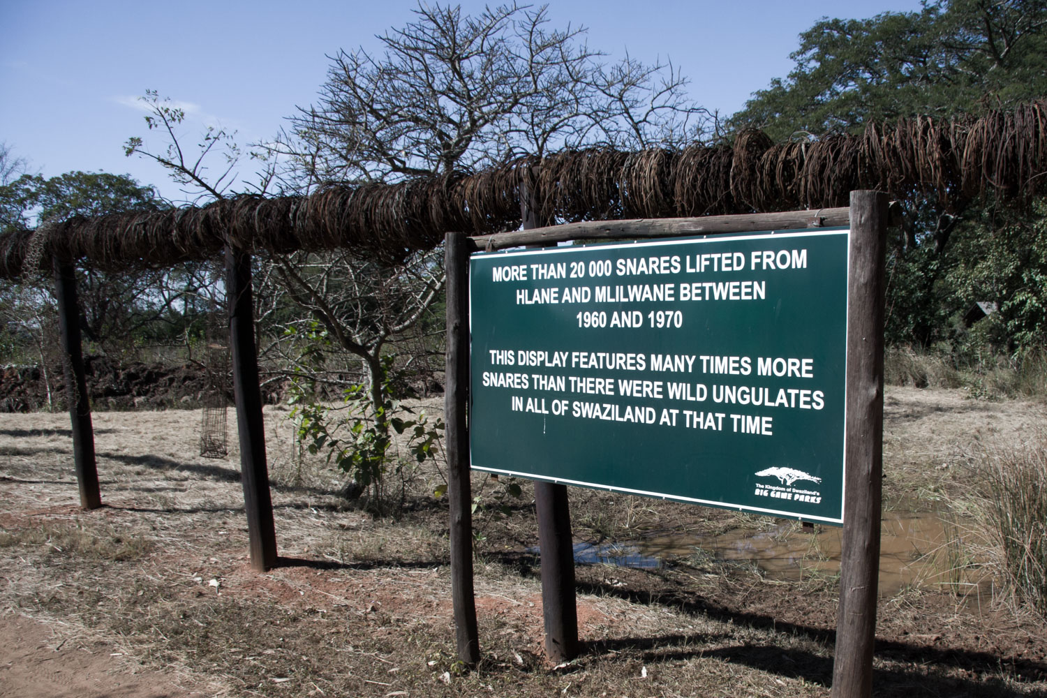 Snares in Swaziland