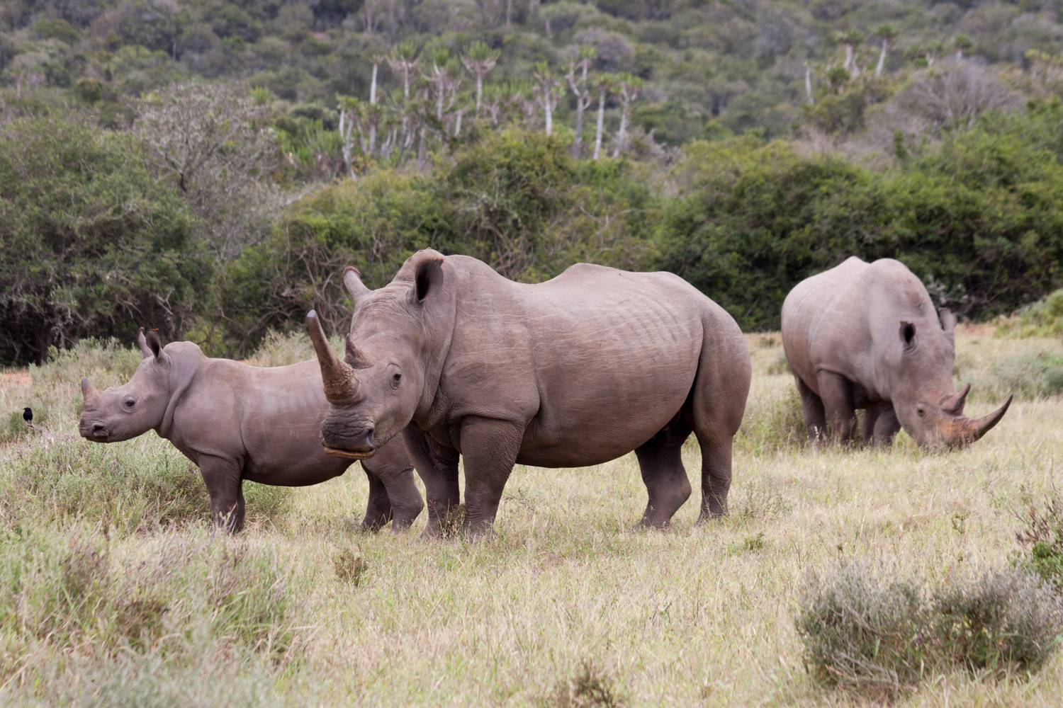 A rhino family in South Africa