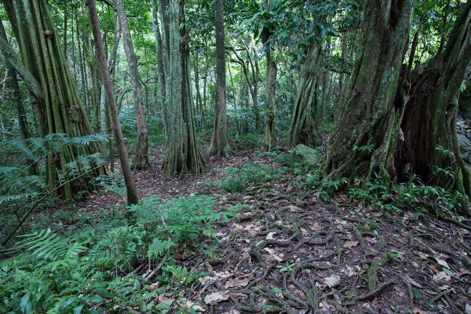 The cross-island trek