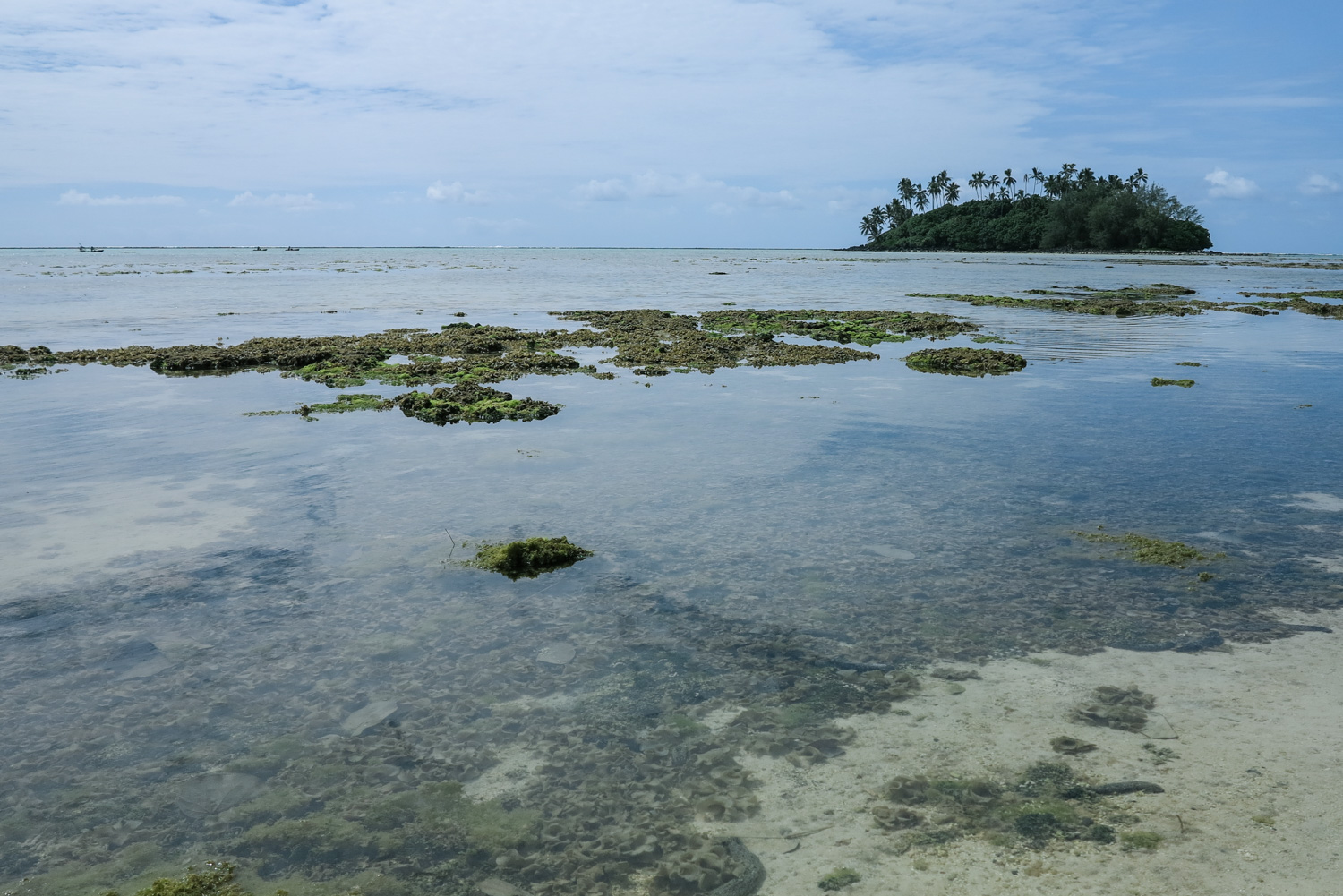 A blanket of algae in the lagoon