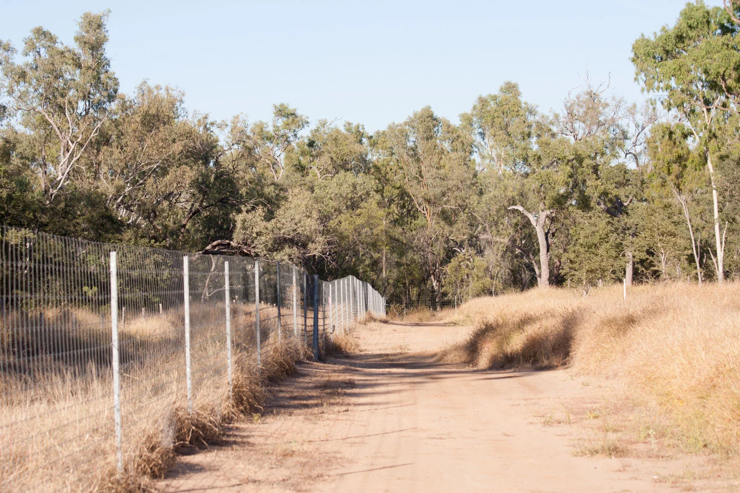 Predator-proof fence surrounding Epping Forest National Park