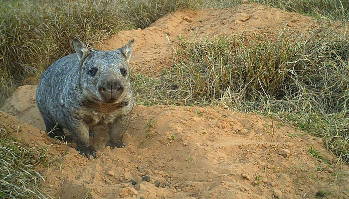 The northern hairy-nosed wombat ( Lasiorhinus krefftii ) (Image from the Department of Environment and Heritage Protection )