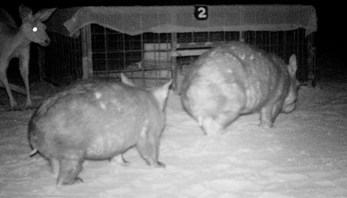 Using the water and feed station (Image from the Department of Environment and Heritage Protection )