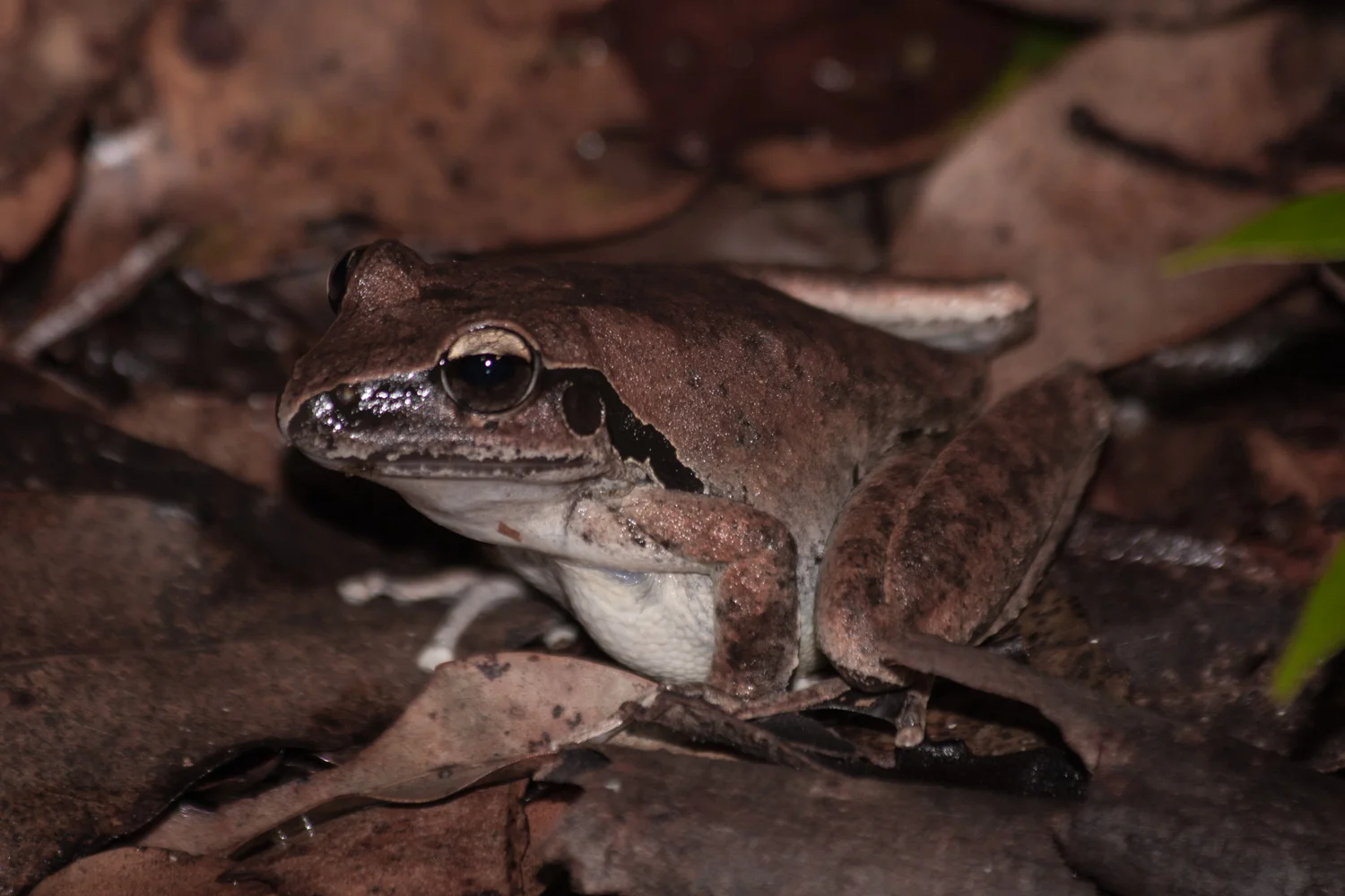 Stony creek frog (Litoria wilcoxii) at night