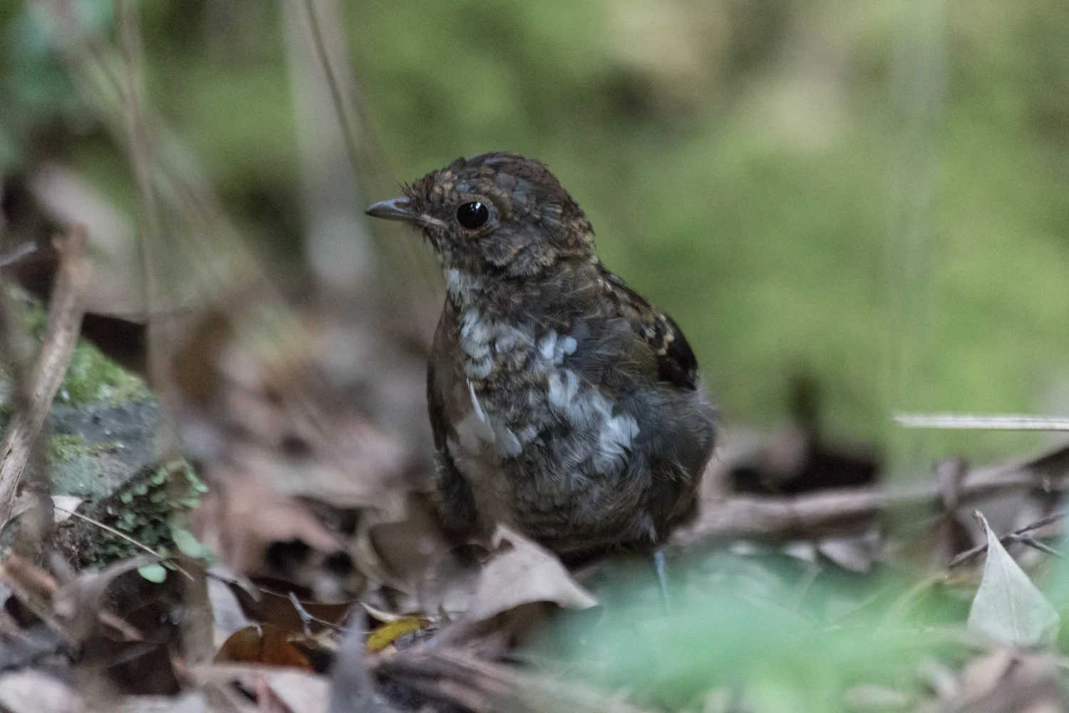 Australian logrunners (Orthonyx temminckii) male and juvenile