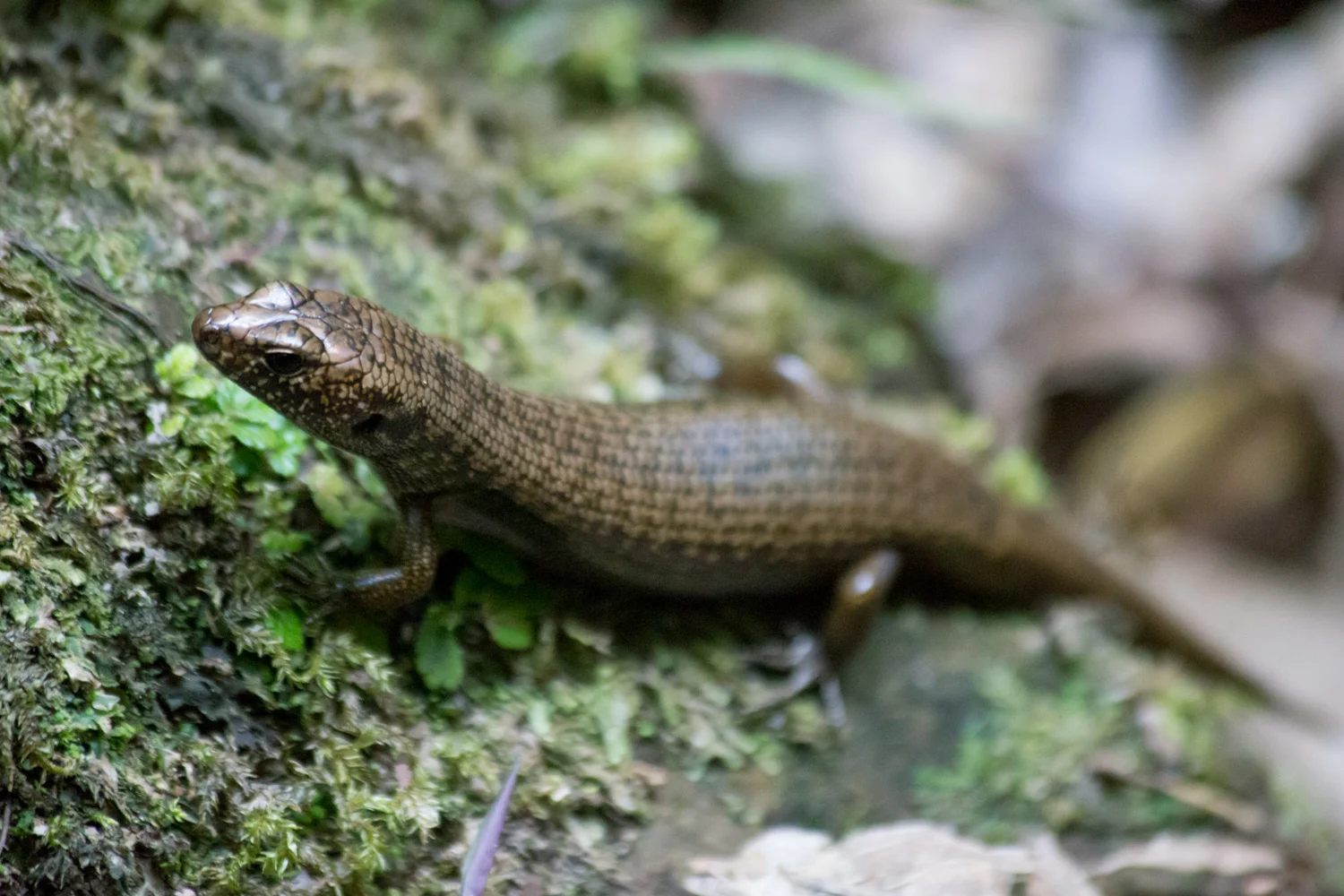 Said brown skink
