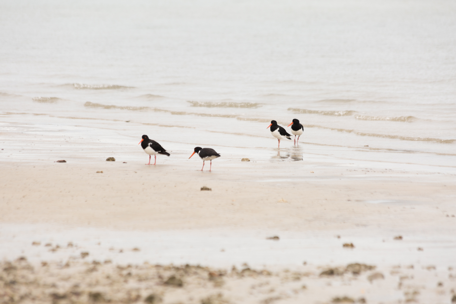 Pied oystercatchers ( Haematopus longirostris )