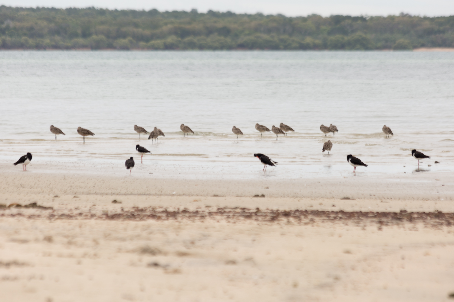 High tide roost