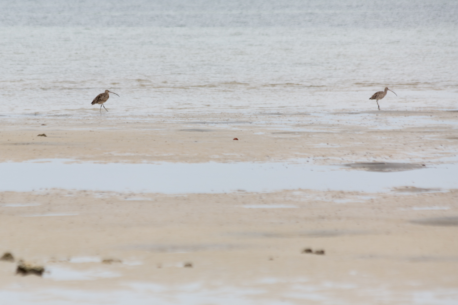 Eastern curlews ( Numenius madagascariensis ) at ebb tide
