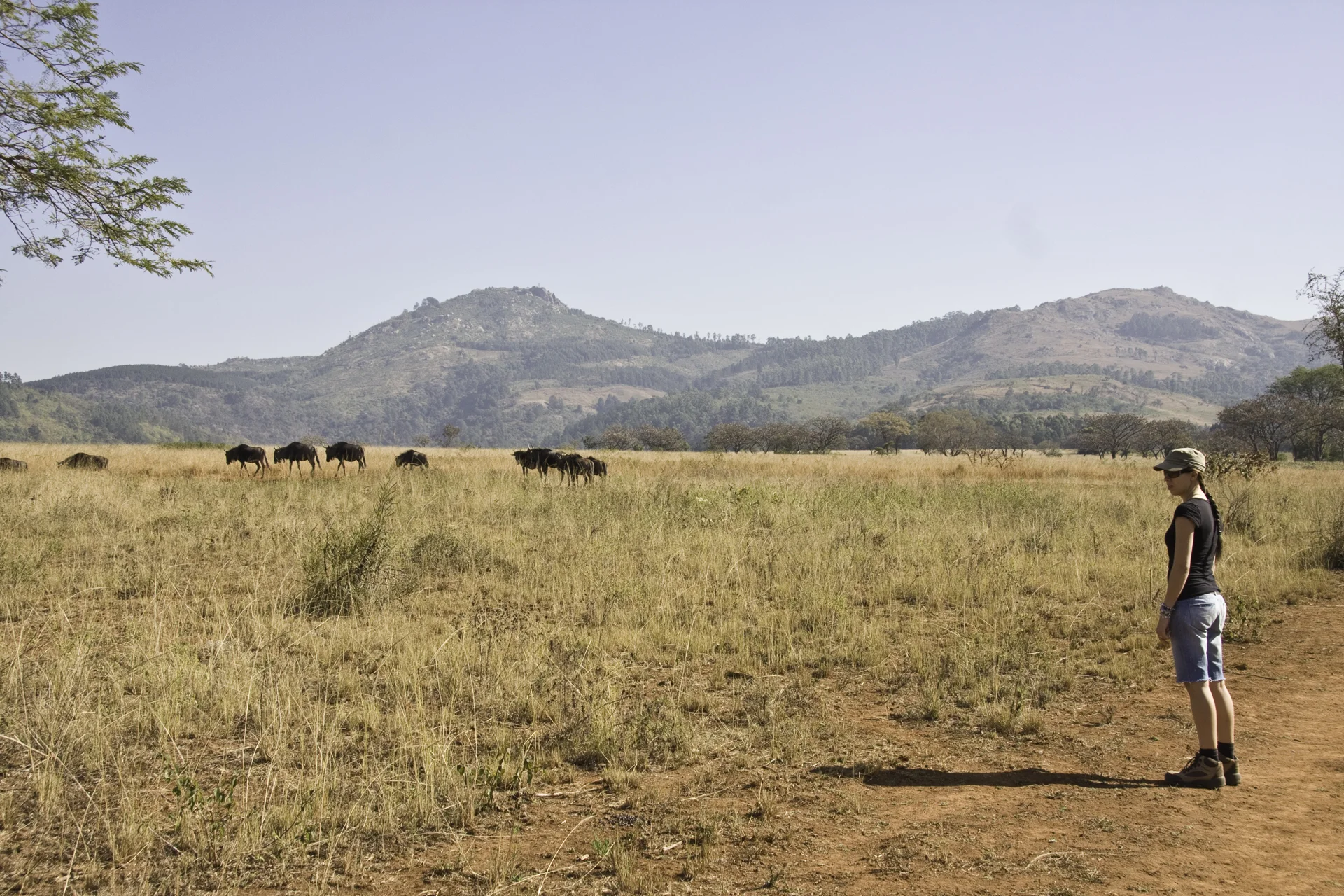 Me with a herd of wildebeest in Swaziland.
