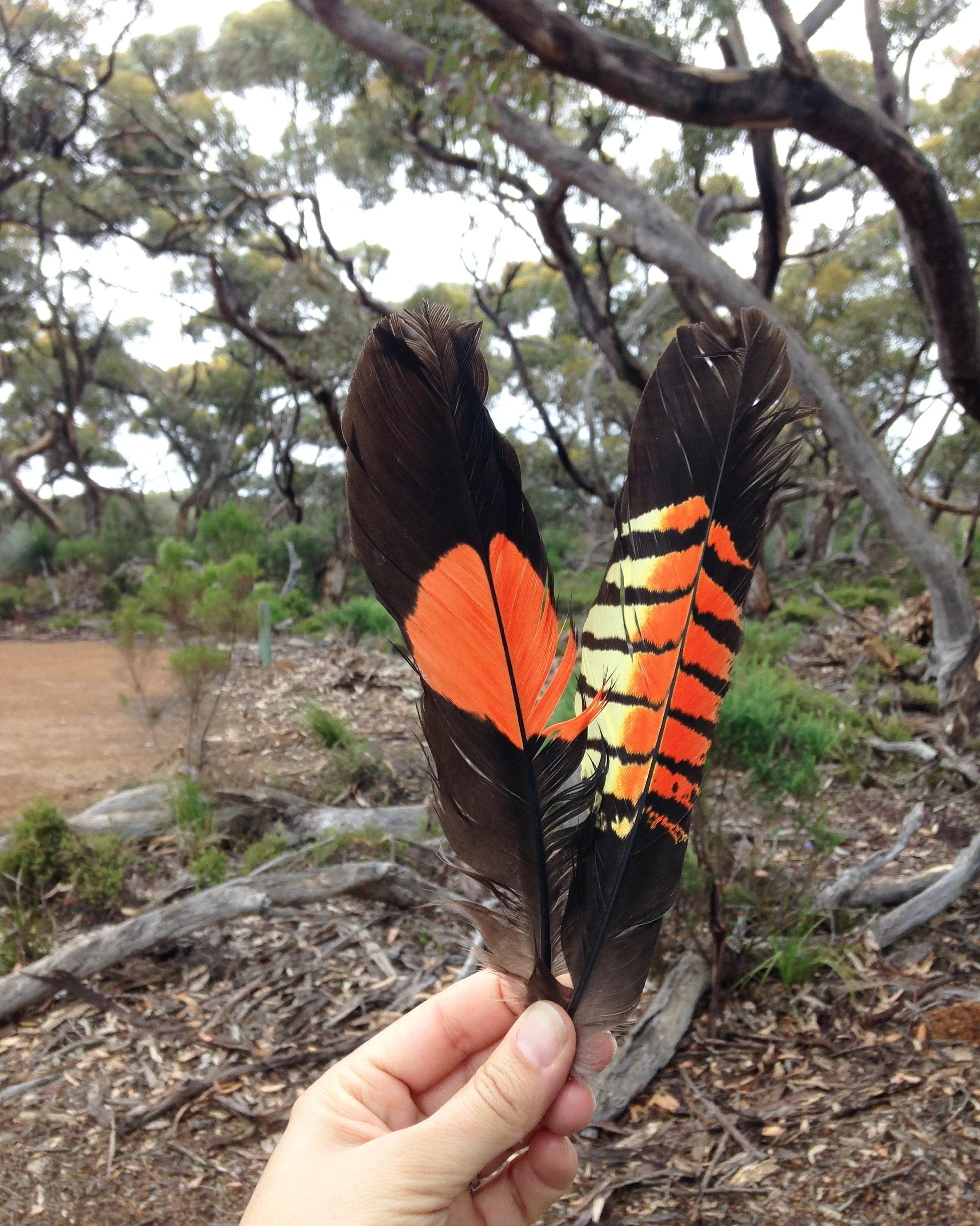 Back from the Brink: Glossy Black-Cockatoos