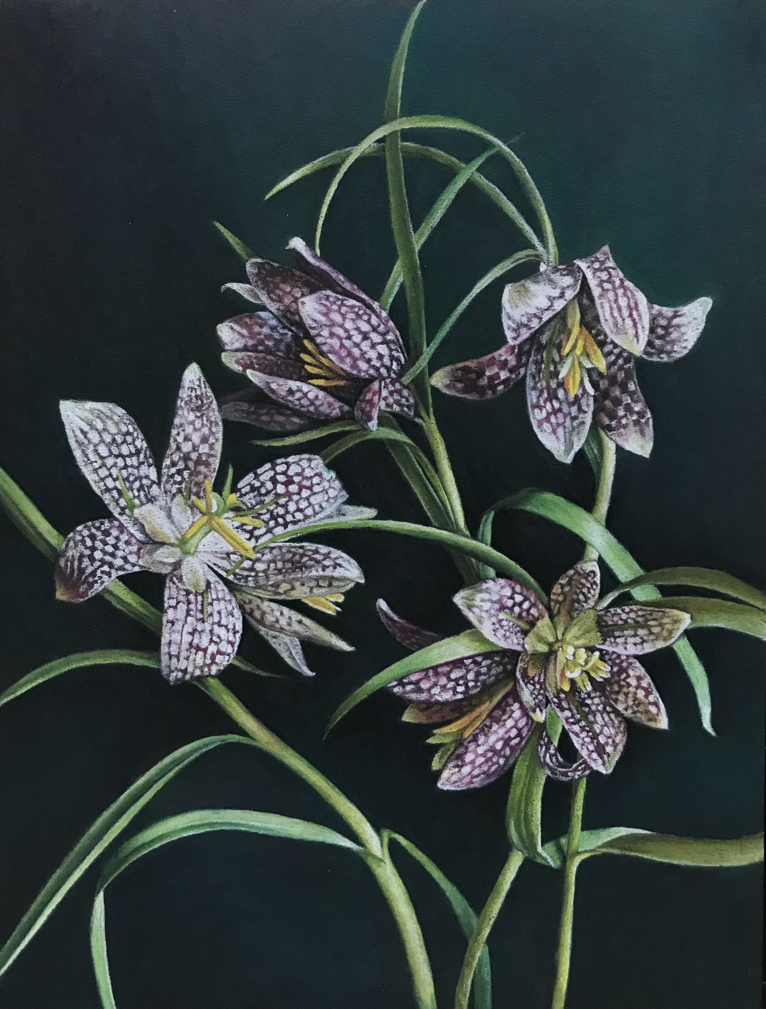 "Fritillaria No.2"