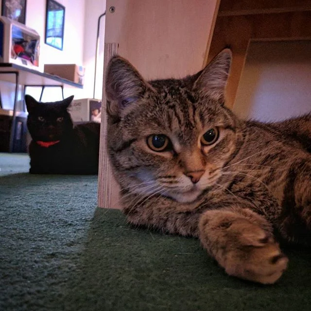 Caboose snooping on Sage