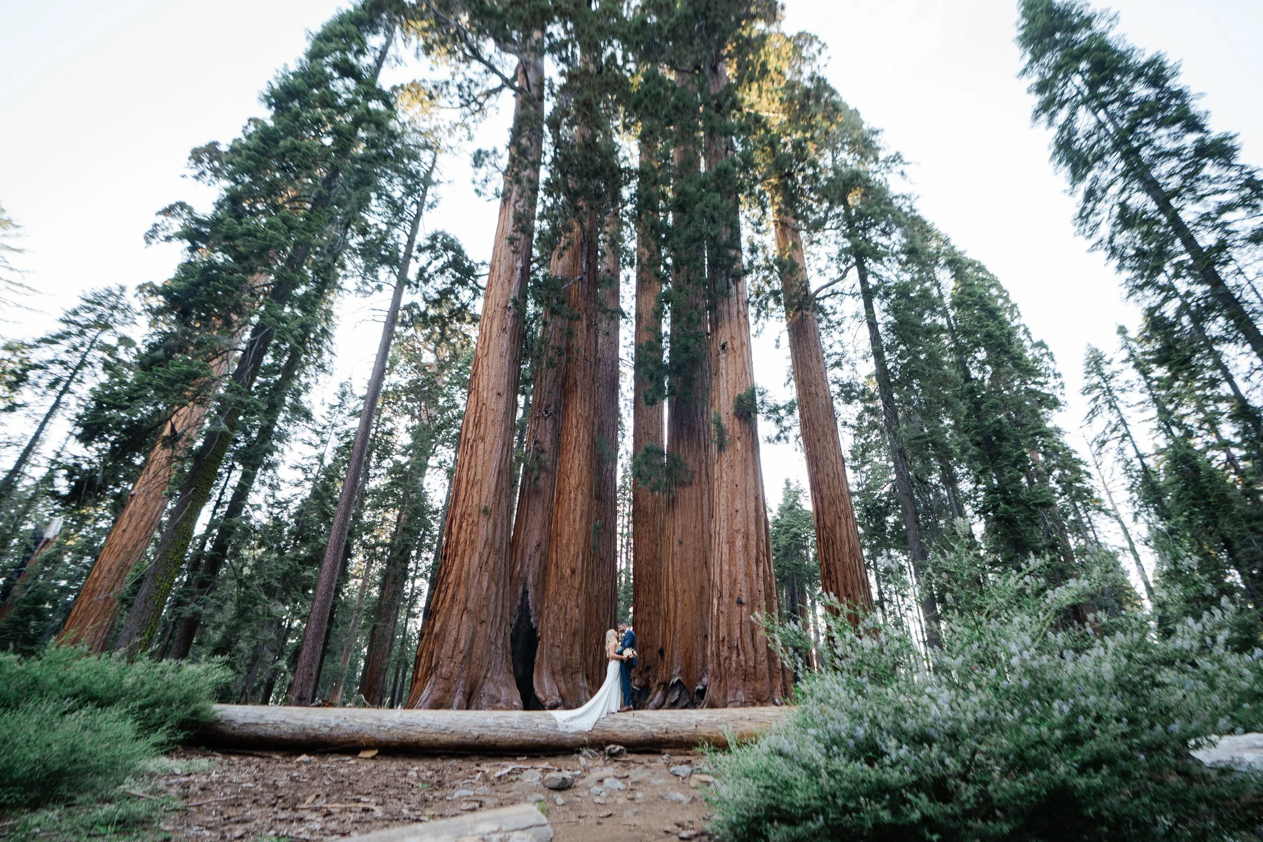 Seqouia National Park Elopement (Jen &amp; Keith) 