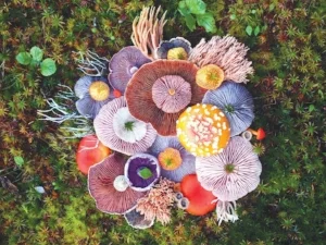 Infiniteus Presents | Majestic Mushroom Art Show