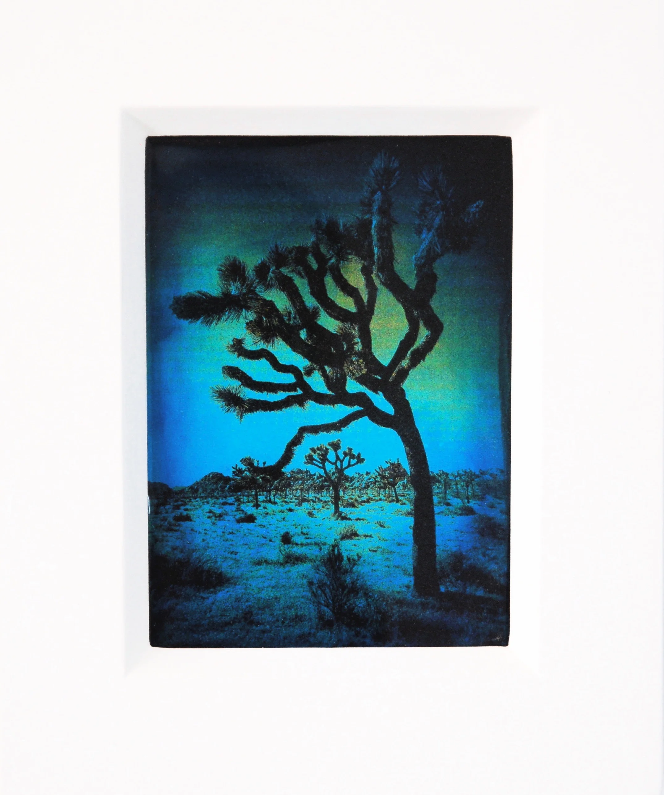 Julia King - Blue Joshua Tree, 10 1/2"h x 8 3/4"w x 1 3/4"d, photography based 3-d mixed media, resin, pigment, handmade wood frame