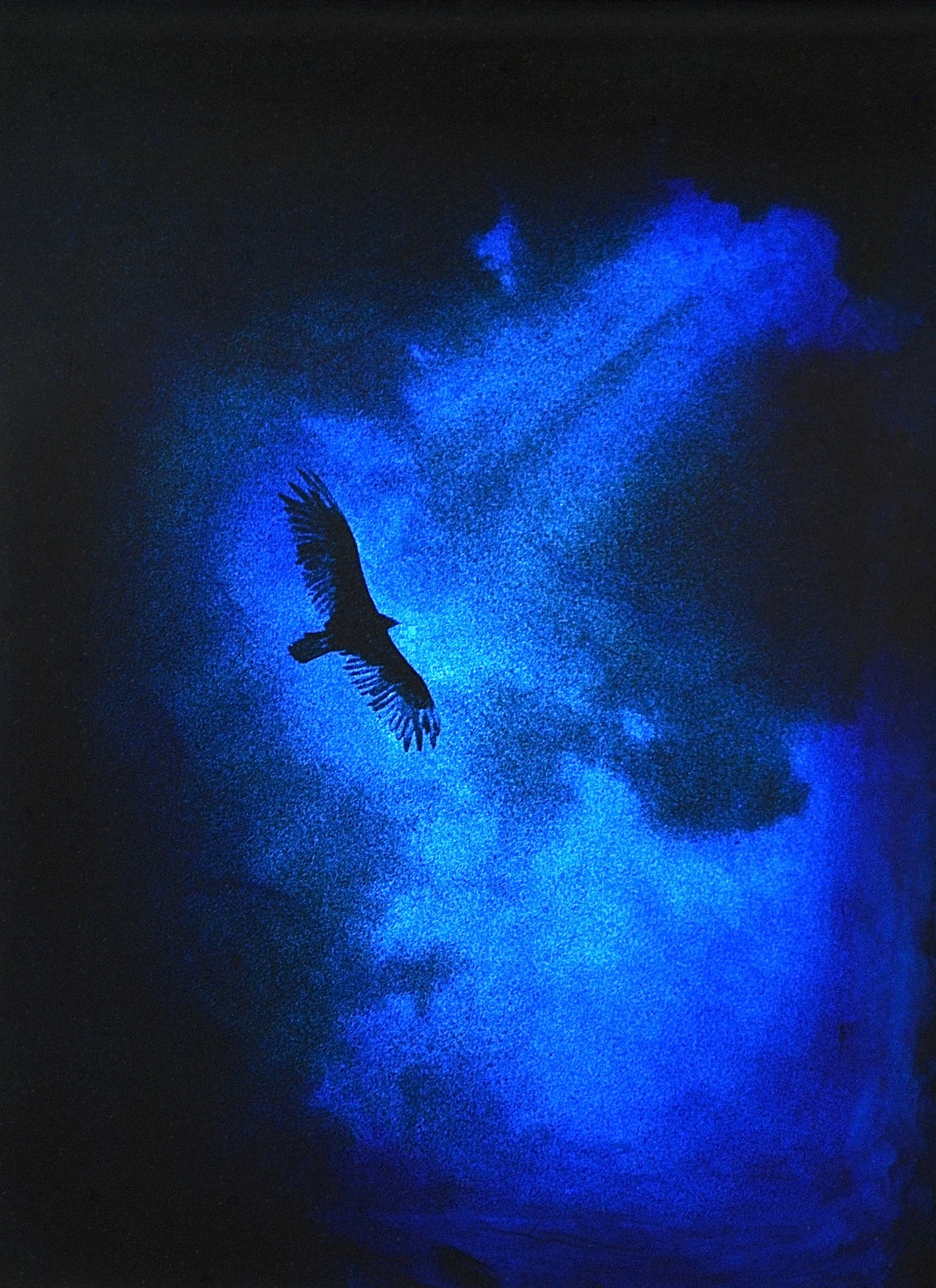 Julia King - Blue Vulture (detail), 13"h x 11"w x 1 3/4"d, photography based 3-d mixed media, resin, pigment, handmade wood frame