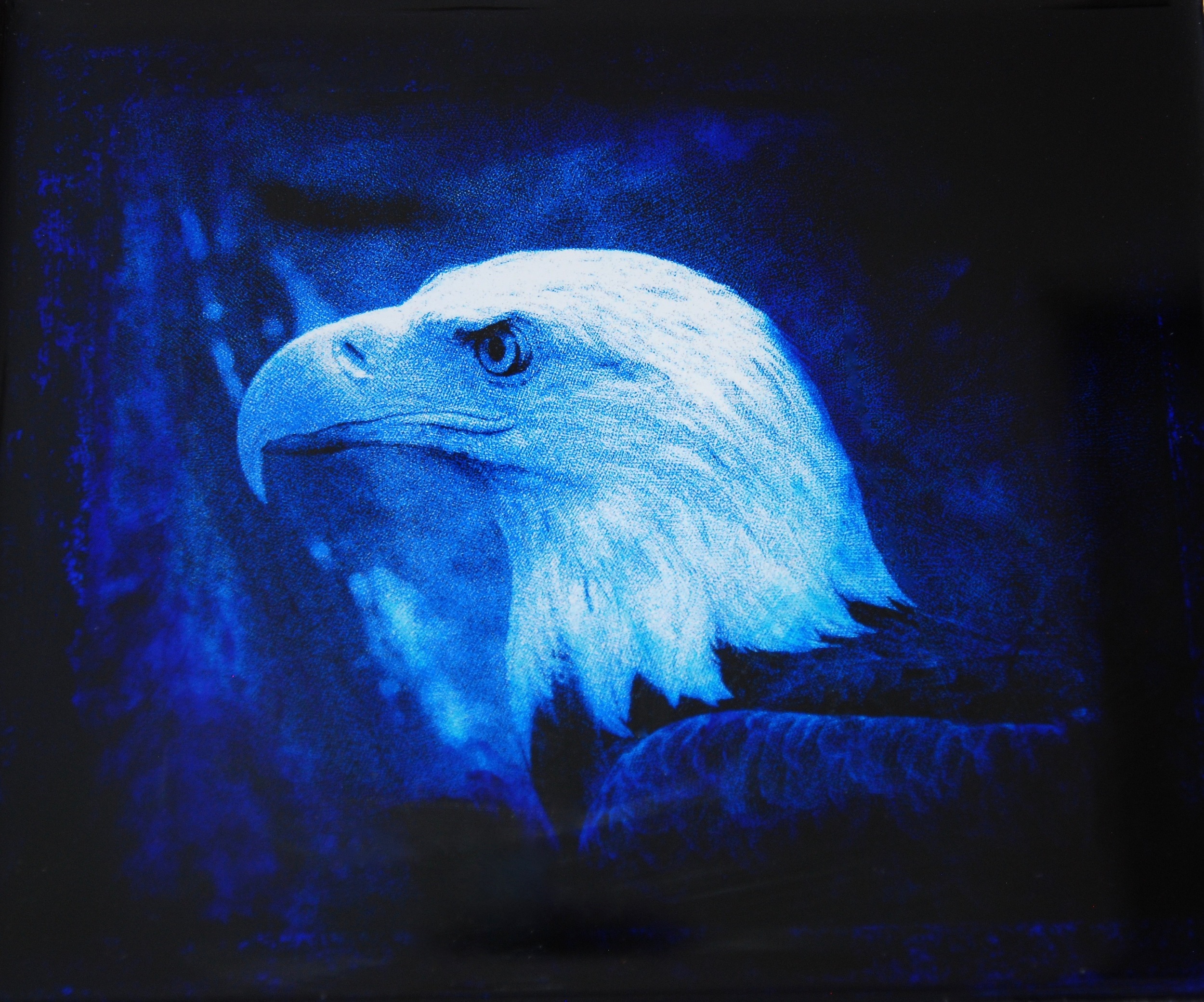 Julia King - Blue Eagle (detail), 11"h x 12"w x 1 3/4"d, photography based 3-d mixed media, resin, pigment, handmade wood frame