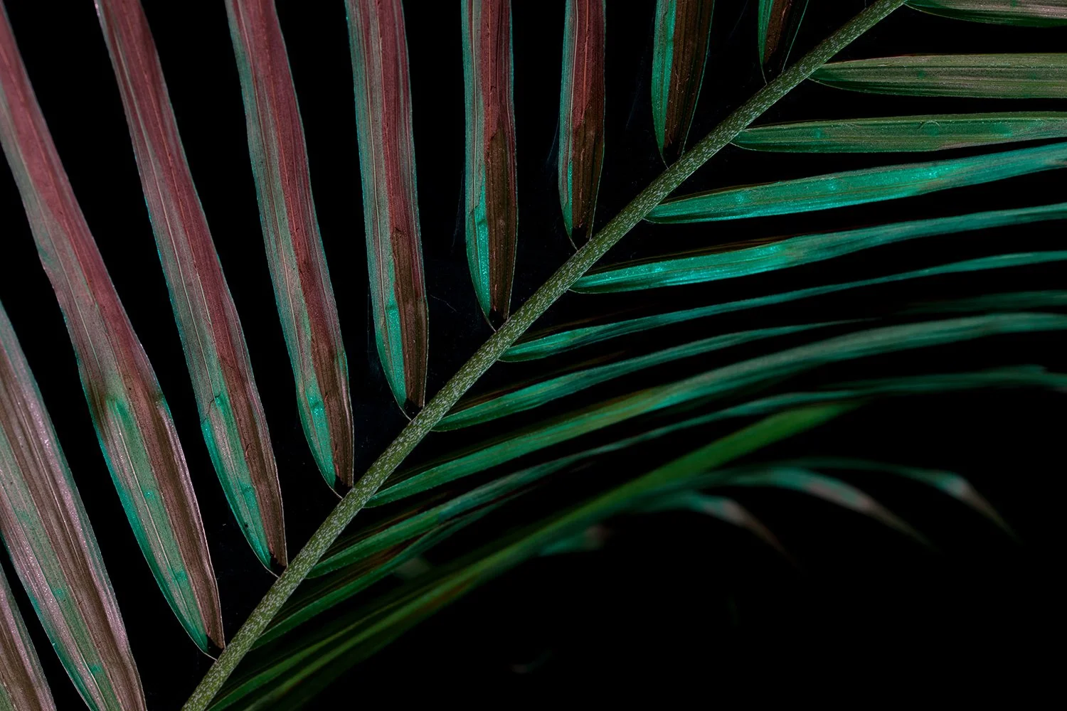 Plant.jpg