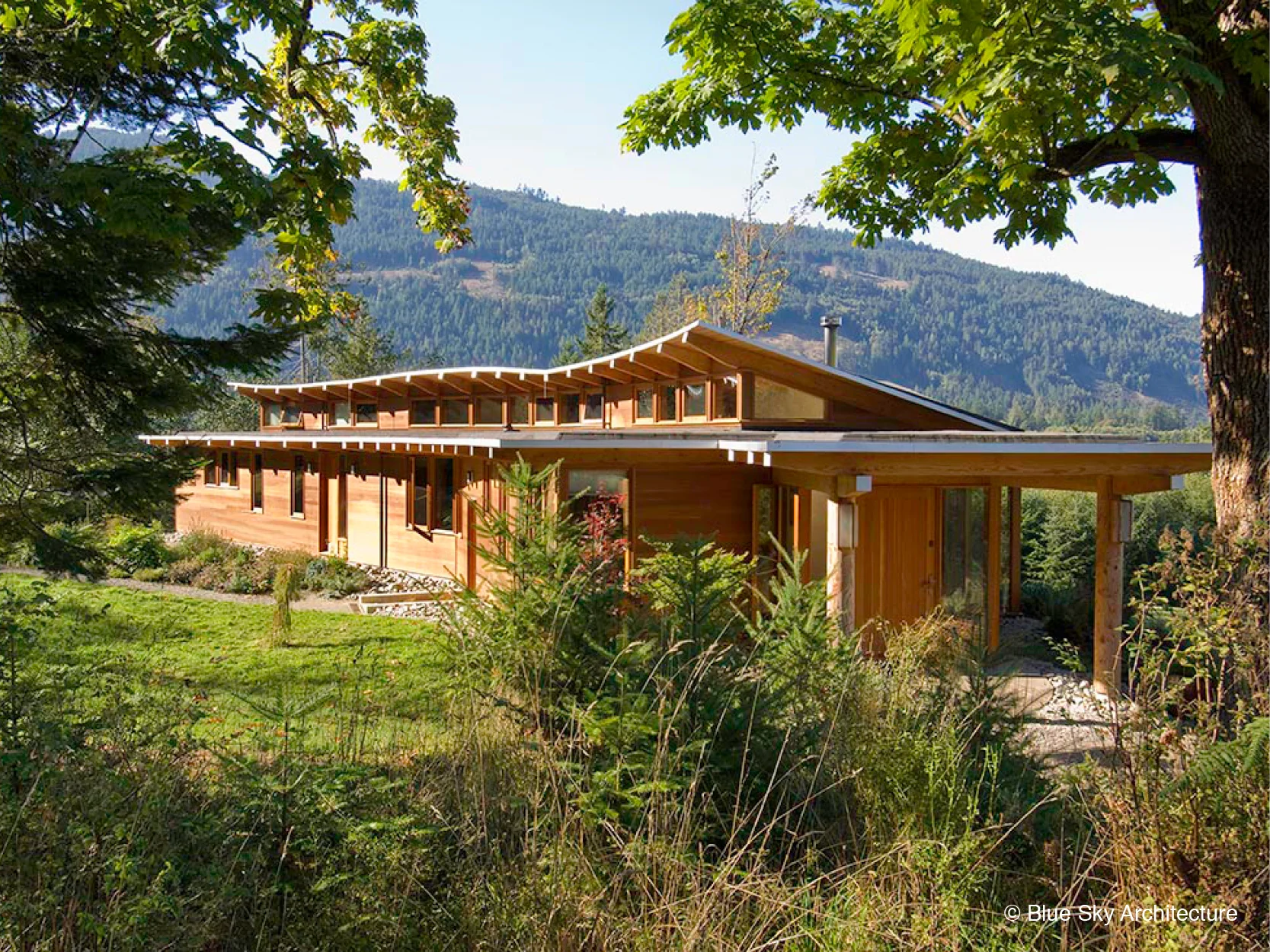 Wood landscape red cedar adaptation