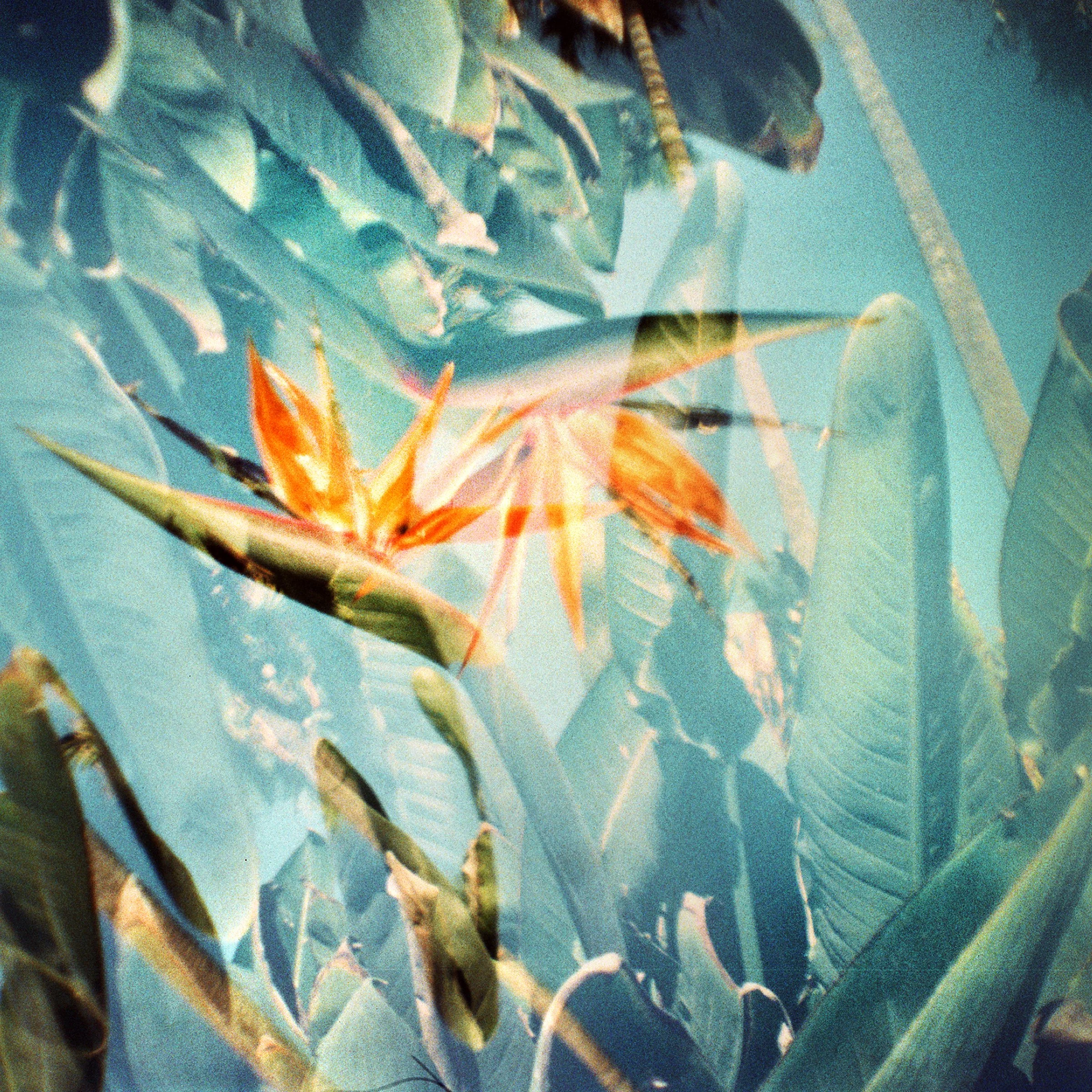 small palm3 copy 2.jpg