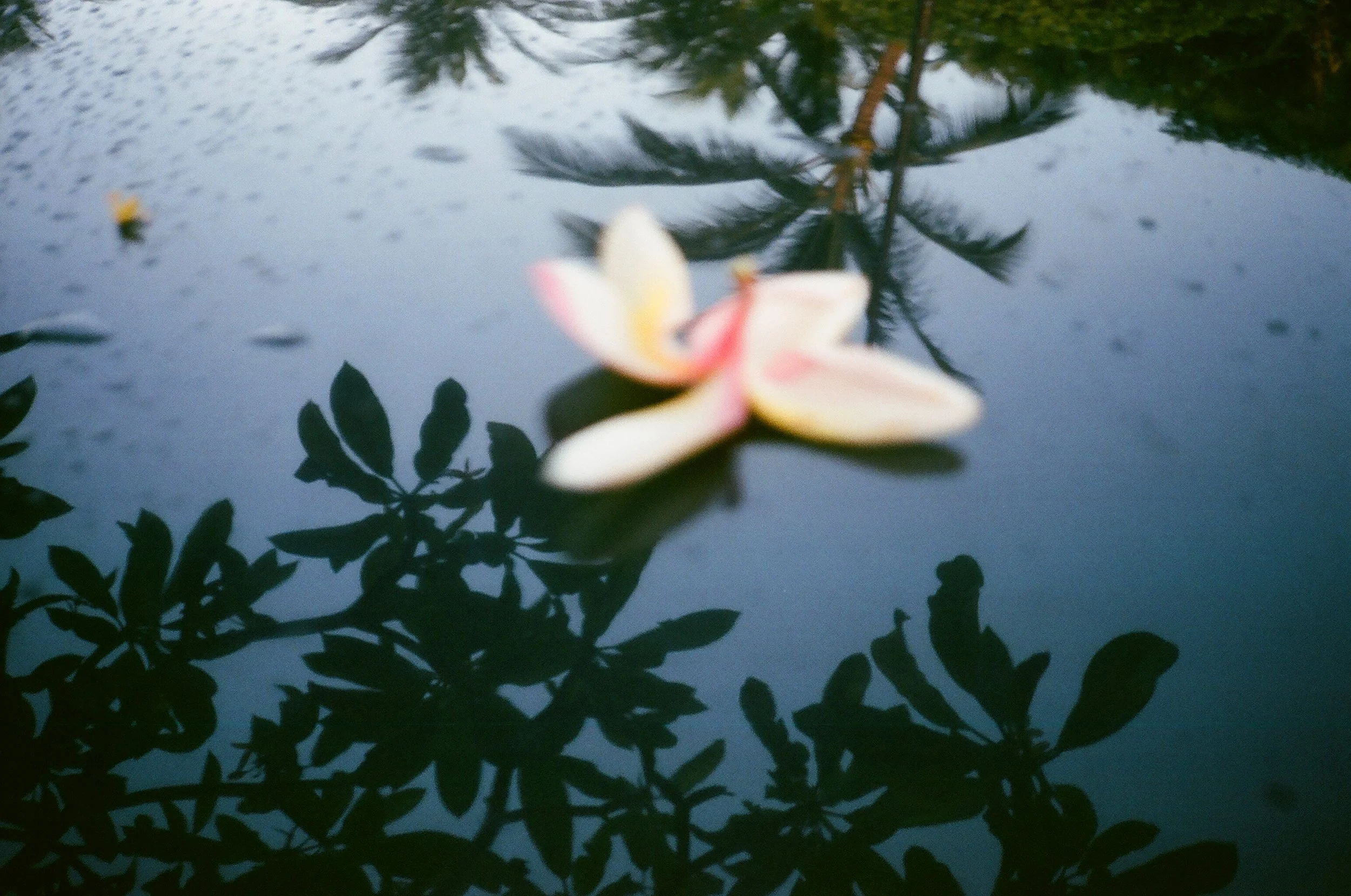 small f_hawaii 3 copy.jpg