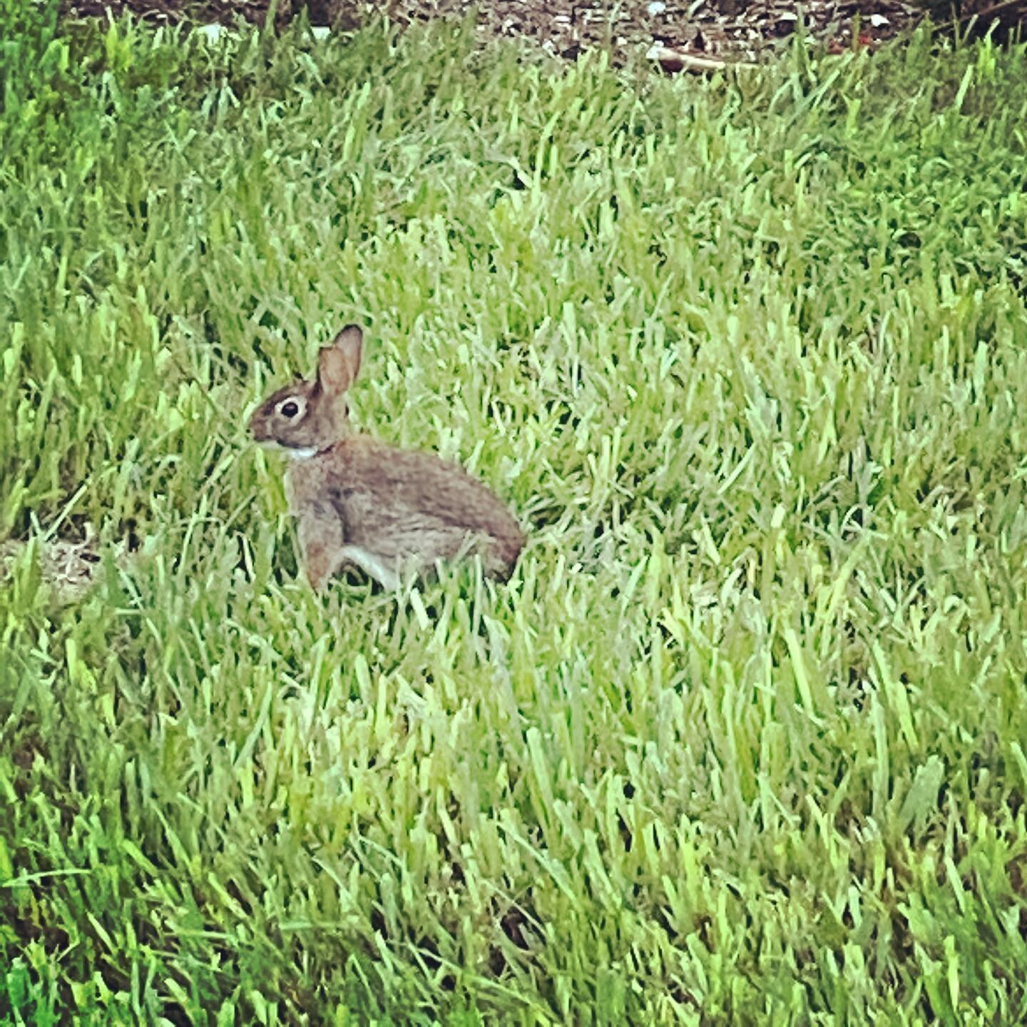 Spotted the cutest bunny outside today! 🐇 Love knowing that our products support the environment and keep it clean for animals like this 🐇