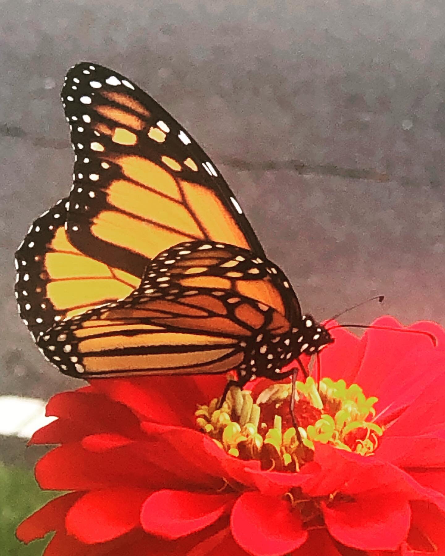 Spotted this beautiful butterfly in the garden today! Guess it is wildlife Wednesday 🦋🌱🌺