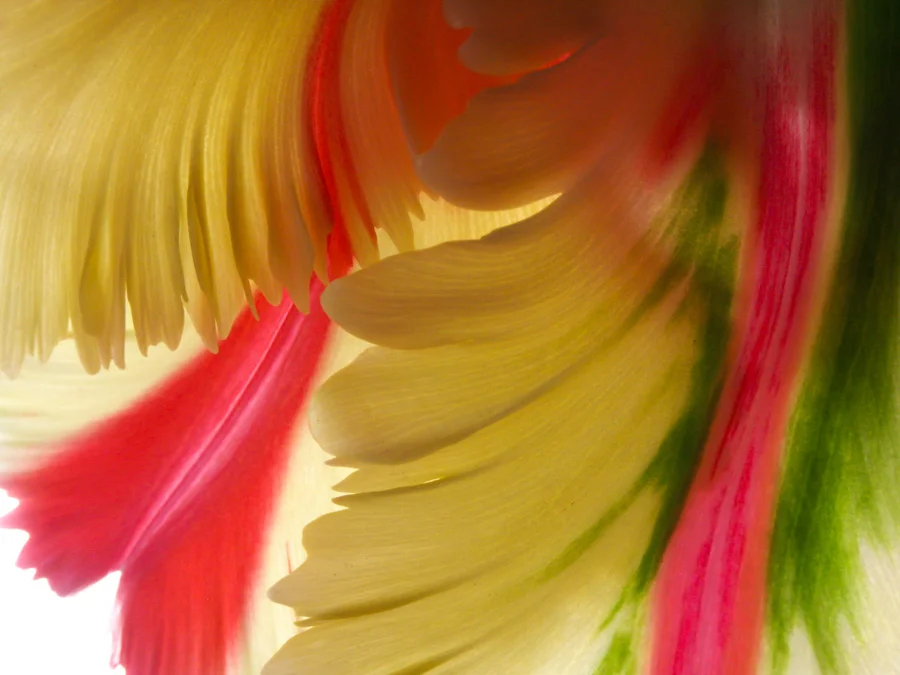 Flowers.jpg
