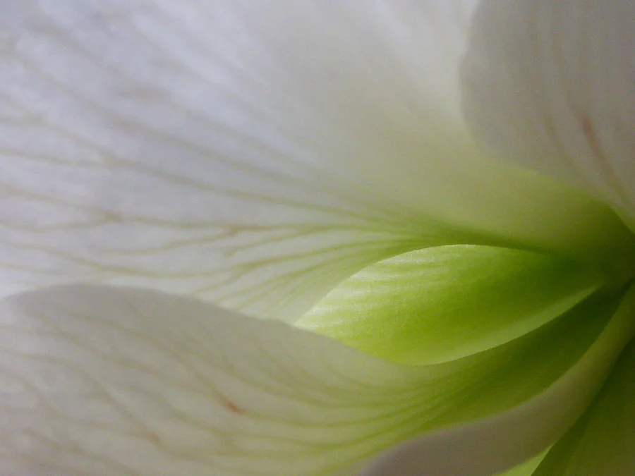 Flowers2.jpg