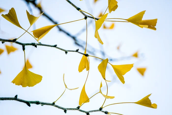 Gingko leaves in the Fall