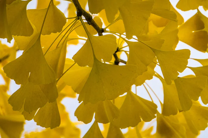 Ginko Glory