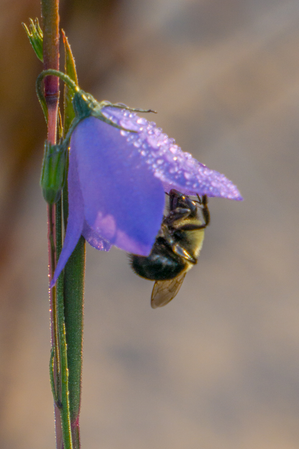 jrs-01706.jpg