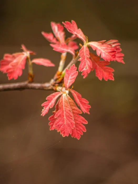 jrs-9114.jpg
