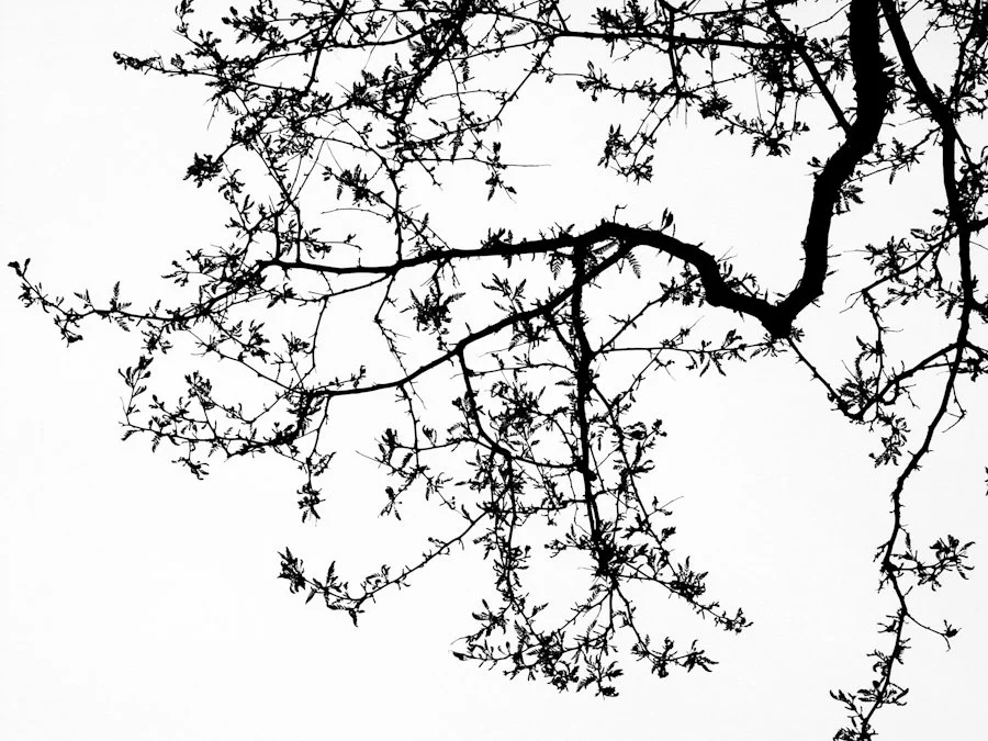 Locust branch-0042.jpg