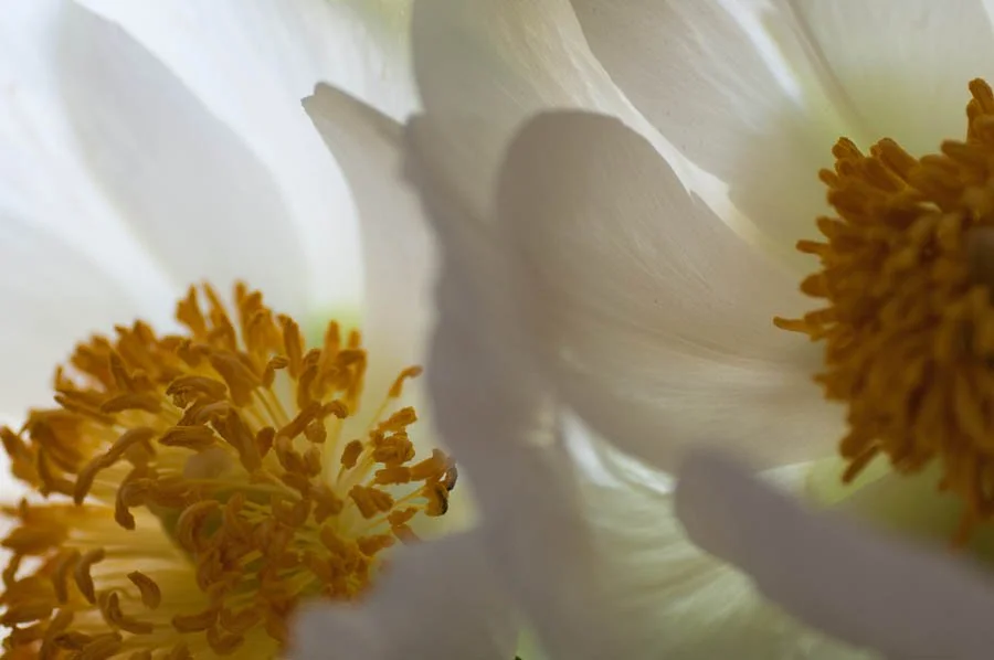 Peony-0401.jpg