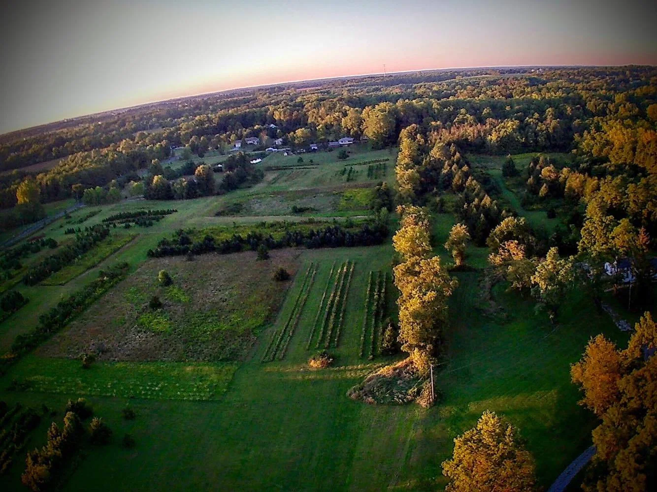 Eddybrook Tree Farm from a Drone Perspective 