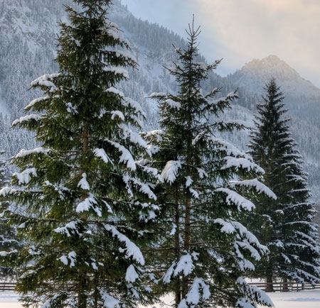 Norway Spruce Fun Facts Eddybrook Tree Farm And Landscaping